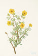 Potentilla krzewiasta Potentilia fruticosa - Mary Vaux Walcott — widok dzieła