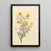 Potentilla arbustive - Mary Vaux Walcott — oprawiony obraz na ścianie