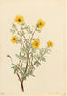 Potentilla arbustive - Mary Vaux Walcott — widok dzieła