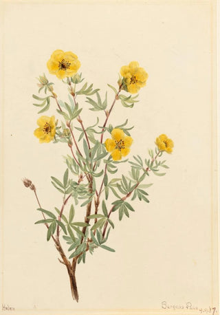 Mary Vaux Walcott - Bush Cinquefoil Potentilla fruticosa.webp