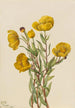 Dendromecon rigide Dendromecon rigidum - Mary Vaux Walcott — widok dzieła