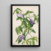 Kropki motyla Clitoria mariana - Mary Vaux Walcott — oprawiony obraz na ścianie