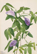 Kropki motyla Clitoria mariana - Mary Vaux Walcott — widok dzieła