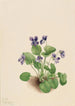Violette papillon Viola papilionacea - Mary Vaux Walcott — widok dzieła