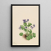 Violette papillon Viola papilionacea - Mary Vaux Walcott — oprawiony obraz na ścianie
