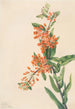 Asclépiade tubéreuse Ascelpias tuberosa - Mary Vaux Walcott — widok dzieła