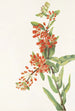 Asclépiade tubéreuse Asclepias tuberosa - Mary Vaux Walcott — widok dzieła