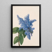 Lilas z Kalifornii Ceanothus thyrsiflorus - Mary Vaux Walcott — oprawiony obraz na ścianie