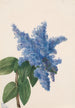 Lilas z Kalifornii Ceanothus thyrsiflorus - Mary Vaux Walcott — widok dzieła