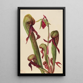 Mary Vaux Walcott - California Pitcherplant Chrysamphora californica.webp