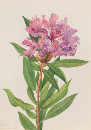 Mary Vaux Walcott - California RoseBay Rhododendron californicum.webp