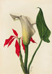 Arum - Mary Vaux Walcott — widok dzieła