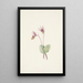 Calypso Cytherea bulbosa - Mary Vaux Walcott — oprawiony obraz na ścianie