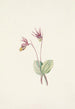 Calypso Cytherea bulbosa - Mary Vaux Walcott — widok dzieła