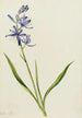 Camas Quamasia quamash - Mary Vaux Walcott — widok dzieła