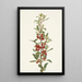 Shepherdie du Canada Lepargyrea canadensis - Mary Vaux Walcott — oprawiony obraz na ścianie