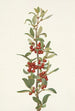 Shepherdie du Canada Lepargyrea canadensis - Mary Vaux Walcott — widok dzieła