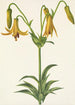 Lis z Kanady Lilium canadense - Mary Vaux Walcott — widok dzieła
