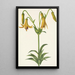 Lis z Kanady Lilium canadense - Mary Vaux Walcott — oprawiony obraz na ścianie