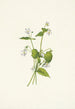 Violette du Canada Viola canadensis - Mary Vaux Walcott — widok dzieła