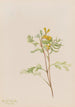 Capnoides aureum - Mary Vaux Walcott — widok dzieła