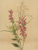 Fleur cardinale Lobelia cardinalis - Mary Vaux Walcott — widok dzieła