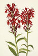 Lobelia kardynalska Lobelia cardinalis - Mary Vaux Walcott — widok dzieła