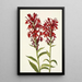 Lobelia kardynalska Lobelia cardinalis - Mary Vaux Walcott — oprawiony obraz na ścianie