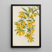 Jasmin Caroline Gelsemium sempervirens - Mary Vaux Walcott — oprawiony obraz na ścianie
