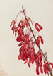 Klon z Caroline Acer carolinianum - Mary Vaux Walcott — widok dzieła