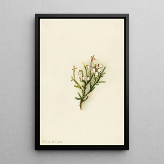 Mary Vaux Walcott - Cassiope Cassiope mertensiana.webp