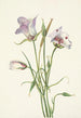 Catalina Mariposa Calochortus catalinae - Mary Vaux Walcott — widok dzieła