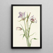 Catalina Mariposa Calochortus catalinae - Mary Vaux Walcott — oprawiony obraz na ścianie