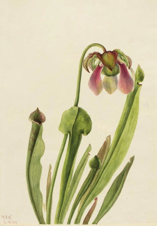 Mary Vaux Walcott - Catesby Pitcherplant Sarracenia catesaei.webp