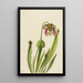 Sarracénie Catesby Sarracenia catesaei - Mary Vaux Walcott — oprawiony obraz na ścianie