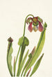 Sarracénie Catesby Sarracenia catesbaei - Mary Vaux Walcott — widok dzieła