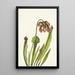 Sarracénie Catesby Sarracenia catesbaei - Mary Vaux Walcott — oprawiony obraz na ścianie