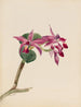 Cattleya fier - Mary Vaux Walcott — widok dzieła