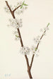 Prunier Chickasaw Prunus angustifolia - Mary Vaux Walcott — widok dzieła