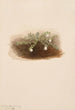 Chiogenes hispidula - Mary Vaux Walcott — widok dzieła