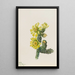 Cholla Opuntia whipplei - Mary Vaux Walcott — oprawiony obraz na ścianie
