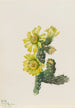 Cholla Opuntia whipplei - Mary Vaux Walcott — widok dzieła