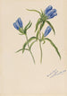 zamkniętej goryczki Gentiana andrewskii - Mary Vaux Walcott — widok dzieła