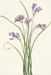 Clusterlily Hookera pauciflora - Mary Vaux Walcott — widok dzieła
