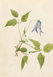 Clematis kolumbijska Clématite de Columbia - Mary Vaux Walcott — widok dzieła