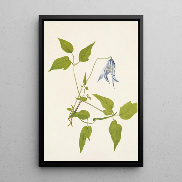 Kwiat Clematis columbiana - Mary Vaux Walcott — oprawiony obraz na ścianie