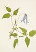 Kwiat Clematis columbiana - Mary Vaux Walcott — widok dzieła