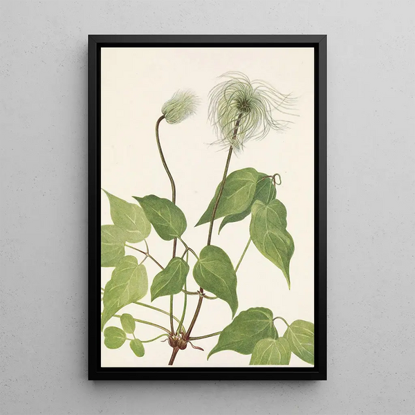 Owoc klamry Columbia Clematis columbiana - Mary Vaux Walcott — oprawiony obraz na ścianie