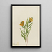 Lys de Columbia Lilium columbianum - Mary Vaux Walcott — oprawiony obraz na ścianie