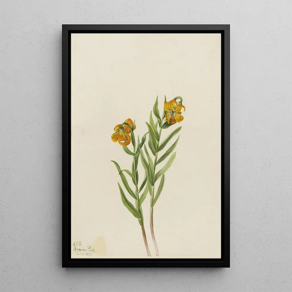 Lys de Columbia Lilium columbianum - Mary Vaux Walcott — oprawiony obraz na ścianie
